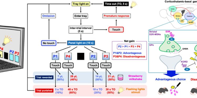 Why do some Parkinson’s treatments affect decision making?