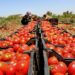 Yedioth Ahronoth: Jordan refuses to resume tomato exports to Israel | Economy