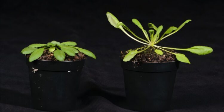 Researchers discover new shadow avoidance mechanism