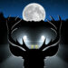 50% increase in collisions with wild vehicles during full moon nights