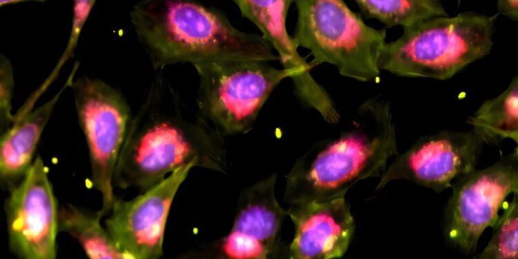 A more efficient phenotypic screening method can test multiple drugs simultaneously