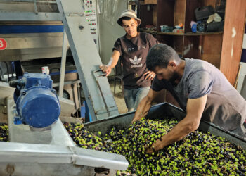 A source of livelihood for thousands of Palestinians.. Closing “Al Karama” hinders the export of olive oil | economy