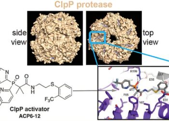 A team develops a promising new form of antibiotic that causes bacterial cells to self-destruct