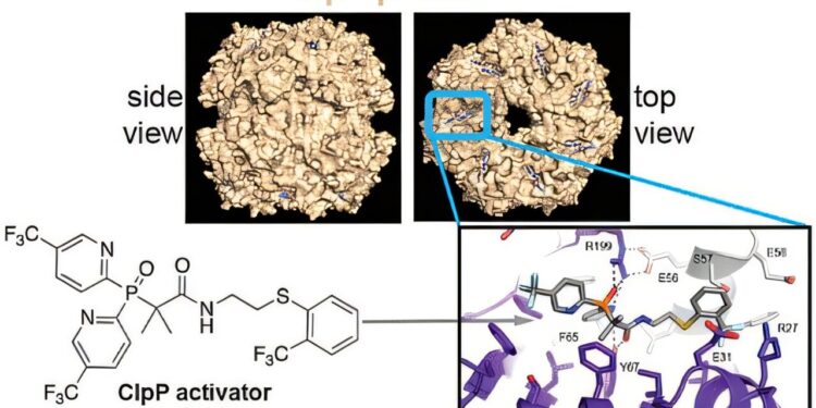 A team develops a promising new form of antibiotic that causes bacterial cells to self-destruct