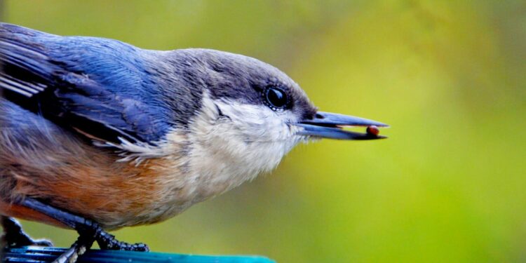 A third of European plant species could be in trouble due to declining populations of seed dispersers