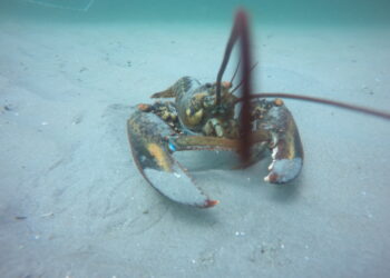 American lobster population and habitat preferences are changing, study finds
