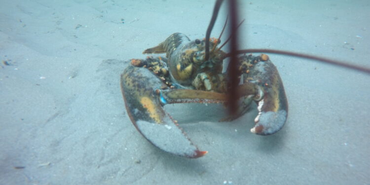 American lobster population and habitat preferences are changing, study finds