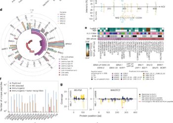 An AI-powered pipeline for personalized cancer vaccines