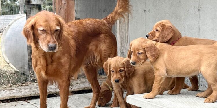 Animal cruelty: he steals and kills his neighbors’ dogs