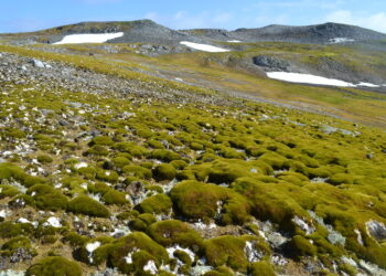 Antarctica ‘greening’ at spectacular rate, satellite data shows