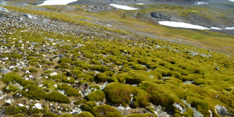 Antarctica ‘greening’ at spectacular rate, satellite data shows