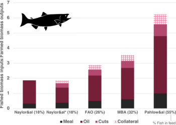 Aquaculture uses far more wild fish than expected, study finds