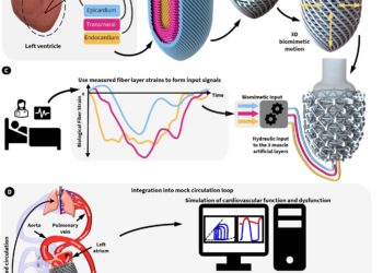 Artificial left ventricle mimics the shape and function of the human heart