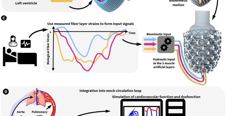 Artificial left ventricle mimics the shape and function of the human heart