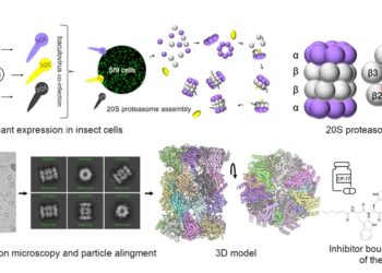Artificial proteasome offers prospects for new treatments against trichomoniasis
