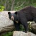 Bear and three cubs attack man in Colorado home