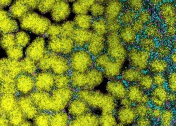 Biofilm study reveals how multiple species of bacteria manage to coexist