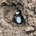 Bumblebee queens choose to hibernate in pesticide-contaminated soil, scientists find
