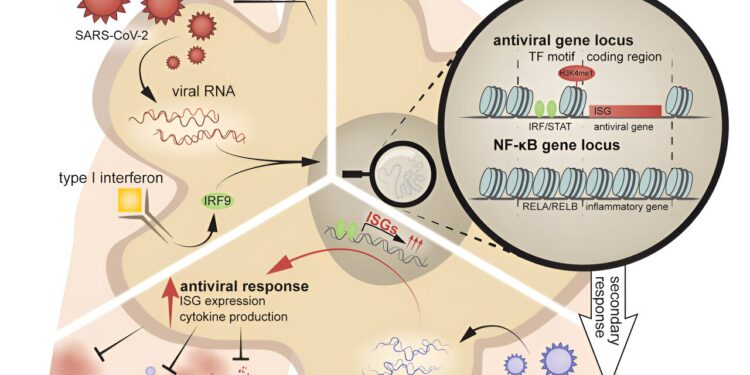 COVID-induced immune memory may protect against severe cases of flu, mouse study suggests