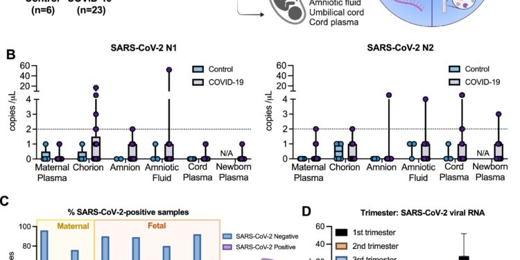COVID study reveals virus-induced inflammation during pregnancy, redefines vertical transmission