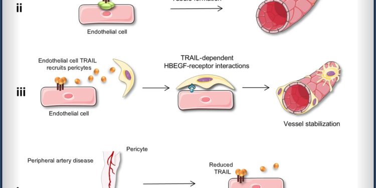 Cancer drug could be used to save limbs of patients with peripheral artery disease, preclinical study suggests