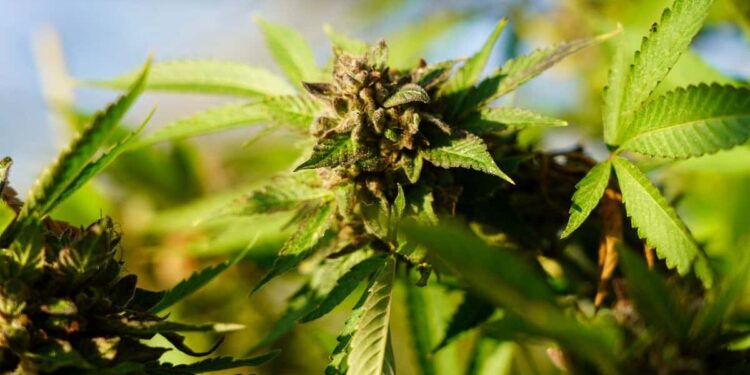 Cannabis and caffeine: a drink banned in New York