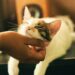 Cats associate human words with pictures, experiment suggests