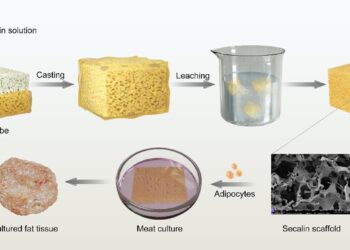 Cellular agriculture research succeeds in growing pig adipose tissue on rye protein scaffolds