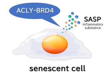 Cellular senescence research identifies key enzyme to promote healthy aging