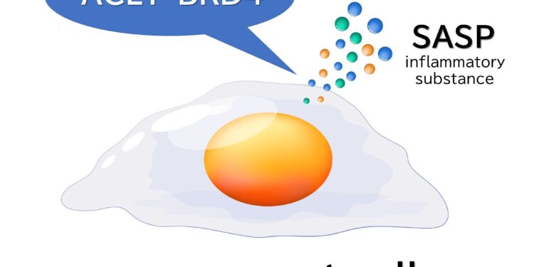 Cellular senescence research identifies key enzyme to promote healthy aging