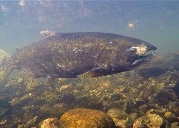 Chinook salmon face unprecedented habitat challenges due to human-caused changes, research finds