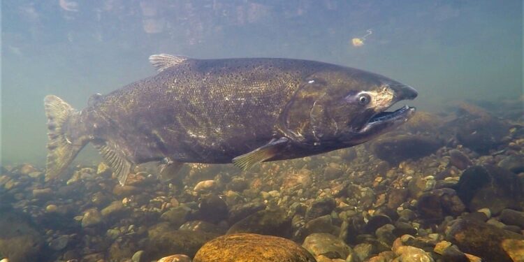 Chinook salmon face unprecedented habitat challenges due to human-caused changes, research finds