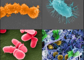 City microbes survive on disinfectants, study finds