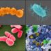 City microbes survive on disinfectants, study finds