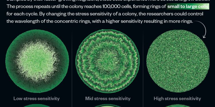Claustrophobic cells slow their own growth, forming beautiful patterns of concentric circles