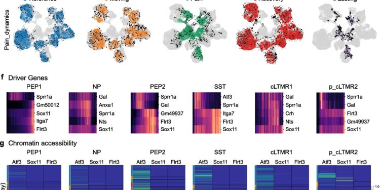 Comprehensive gene activity mapping brings hope to chronic pain patients