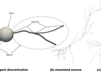 Computer simulation mimics how the brain develops neurons, paving the way for future disease treatments