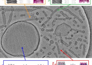 Cryoelectron microscopy provides new insights into the cellular repair system