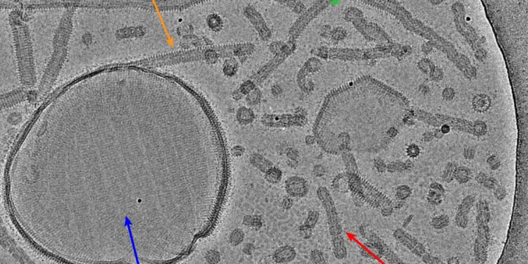 Cryoelectron microscopy provides new insights into the cellular repair system