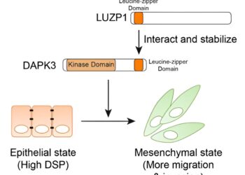 DAPK3 emerges as a novel regulator of triple-negative breast cancer cell migration