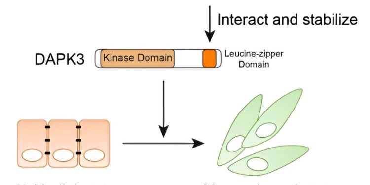 DAPK3 emerges as a novel regulator of triple-negative breast cancer cell migration