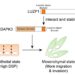 DAPK3 emerges as a novel regulator of triple-negative breast cancer cell migration