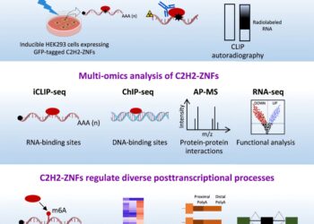 DNA-binding C2H2 zinc finger proteins also regulate RNA processing, researchers find