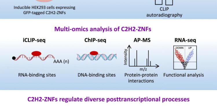 DNA-binding C2H2 zinc finger proteins also regulate RNA processing, researchers find