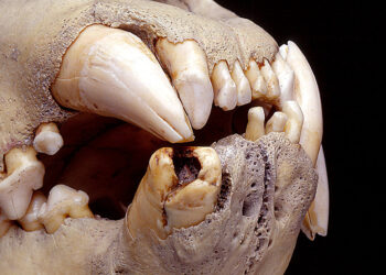 DNA study reveals these 19th century lions fed on humans and giraffes