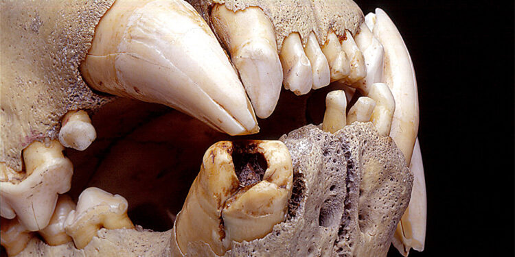 DNA study reveals these 19th century lions fed on humans and giraffes