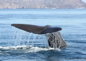 Departure of sperm whales linked to decline in giant squid population in Gulf of California