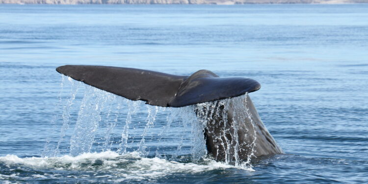 Departure of sperm whales linked to decline in giant squid population in Gulf of California