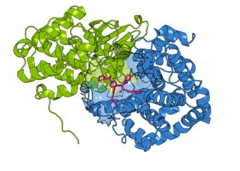 Designing drugs targeting “twin” cancer proteins
