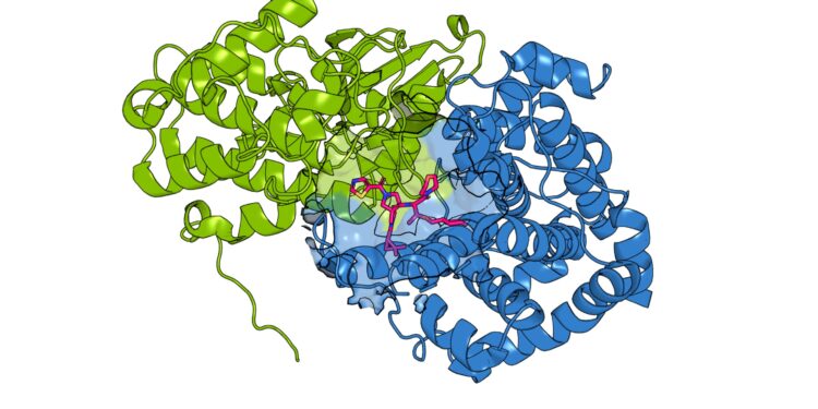 Designing drugs targeting “twin” cancer proteins